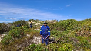 Invasive Plant Clearing at Walker Bay