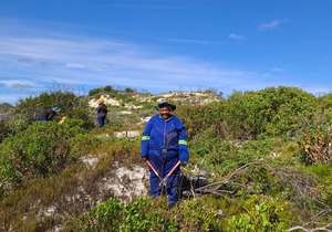 Invasive Plant Clearing at Walker Bay