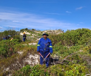 Invasive Plant Clearing at Walker Bay