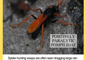 Spider-Hunting Wasps