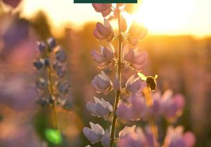 Spring Into Your Dream Home with Pam Golding Properties