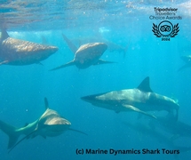 Sharks and Sunshine: The Perfect Weekend Combo!