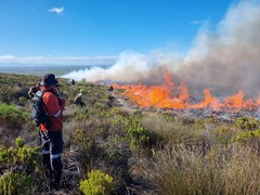Importance of Fires, even Wildfires