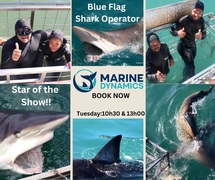 Next Shark Cage Diving Trip: 3 September 2024