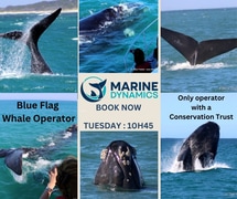 Next Marine Big 5 Trip: 3 September 2024!