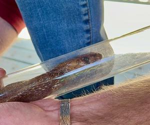 Cobra Rescue by Grootbos Foundation