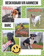 Adopt a Rescue Pet from BARC