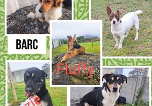 Adopt a Rescue Pet from BARC