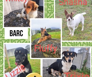 Adopt a Rescue Pet from BARC