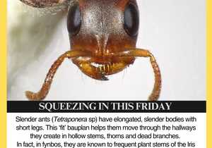 Microscopic Insect Wonders with Grootbos Foundation