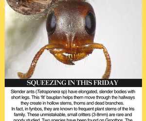 Microscopic Insect Wonders with Grootbos Foundation