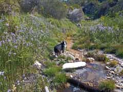 Meet Our Conservation Hero: A Dog with a Purpose!