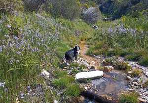 Meet Our Conservation Hero: A Dog with a Purpose!