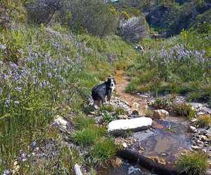 Meet Our Conservation Hero: A Dog with a Purpose!