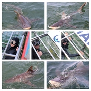 Daily Blog: 3 September 2024 | Shark Cage Diving in South Africa