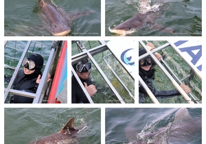 Daily Blog: 3 September 2024 | Shark Cage Diving in South Africa