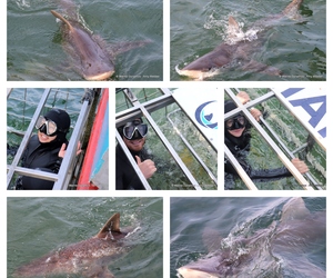 Daily Blog: 3 September 2024 | Shark Cage Diving in South Africa