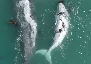 A Brindle Bond: Our Bay’s Heartwarming Encounter