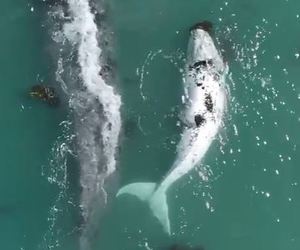 A Brindle Bond: Our Bay’s Heartwarming Encounter