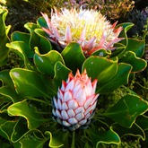 Hiking - Strandveld Hiking Club - Xplorio™ Gansbaai