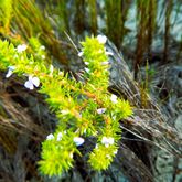 Hiking - Strandveld Hiking Club - Xplorio™ Gansbaai