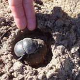 Hiking - Strandveld Hiking Club - Xplorio™ Gansbaai