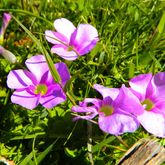 Hiking - Strandveld Hiking Club - Xplorio™ Gansbaai