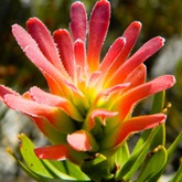 Hiking - Strandveld Hiking Club - Xplorio™ Gansbaai