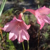 Hiking - Strandveld Hiking Club - Xplorio™ Gansbaai