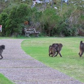 Hiking - Strandveld Hiking Club - Xplorio™ Gansbaai