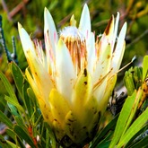 Hiking - Strandveld Hiking Club - Xplorio™ Gansbaai