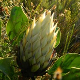 Hiking - Strandveld Hiking Club - Xplorio™ Gansbaai