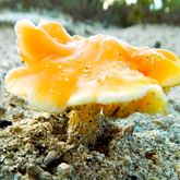 Hiking - Strandveld Hiking Club - Xplorio™ Gansbaai