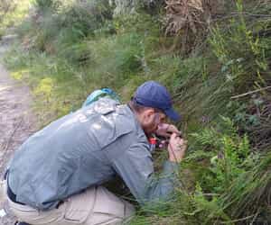 Springtails Research at Grootbos