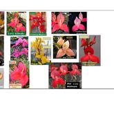 Disa Availability List Pics