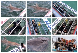 Daily Blog: 09 September 2024 | Shark Cage Diving in South Africa