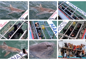 Daily Blog: 09 September 2024 | Shark Cage Diving in South Africa