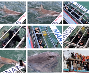 Daily Blog: 09 September 2024 | Shark Cage Diving in South Africa