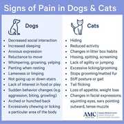 Signs of Pain in Dogs and Cats