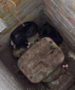 URGENT: FOSTER HOME NEEDED