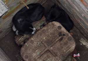 URGENT: FOSTER HOME NEEDED