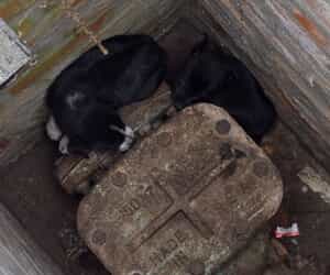 URGENT: FOSTER HOME NEEDED