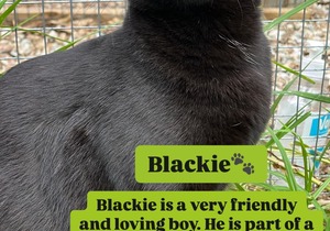 Urgent: Forever Homes Needed for Our Cats!