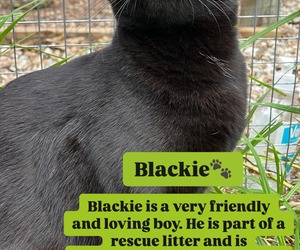 Urgent: Forever Homes Needed for Our Cats!