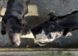 Meet These Playful Pups at BARC Animal Welfare!