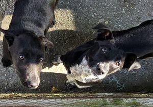 Meet These Playful Pups at BARC Animal Welfare!