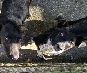 Meet These Playful Pups at BARC Animal Welfare!