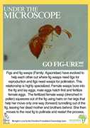 What’s Under the Microscope? Figs and Fig Wasps