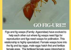 What’s Under the Microscope? Figs and Fig Wasps