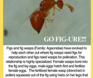 What’s Under the Microscope? Figs and Fig Wasps